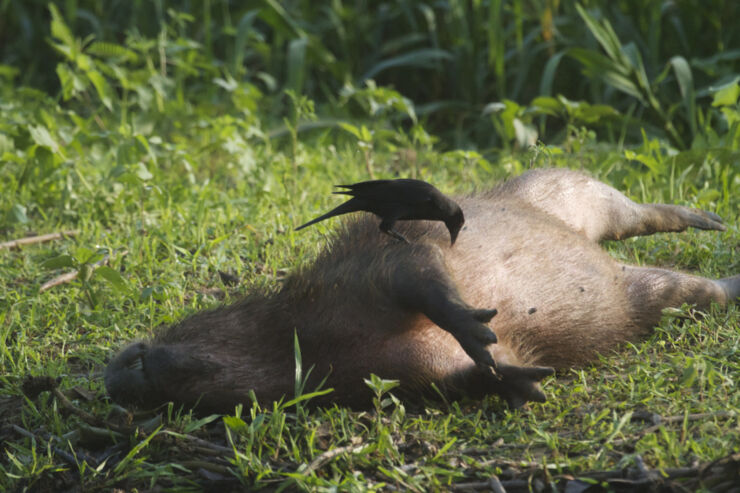 Would Capybaras Make A Good Exotic Pet - 11.