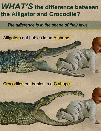 alligator