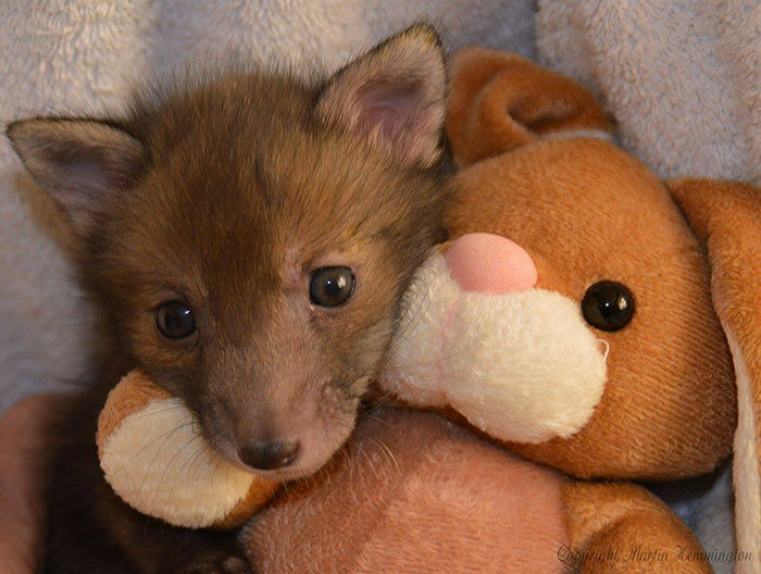 baby-fox-puggle-national-fox-welfare-society-12