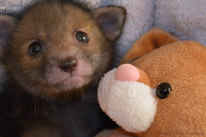 baby-fox-puggle-national-fox-welfare-society-21