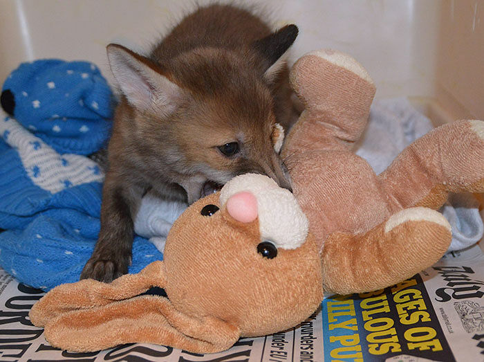 baby-fox-puggle-national-fox-welfare-society-26