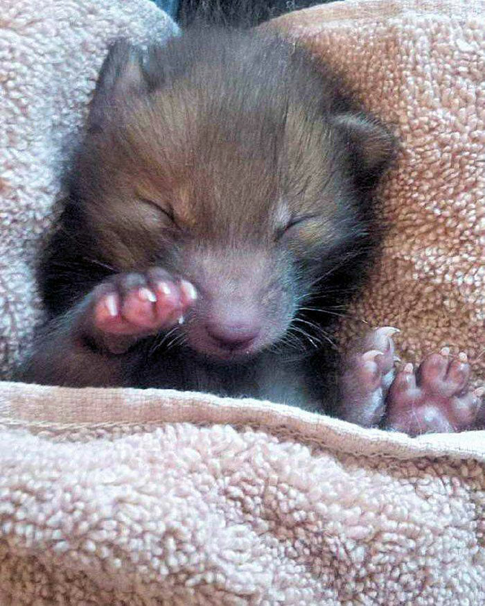 baby-fox-puggle-national-fox-welfare-society-44