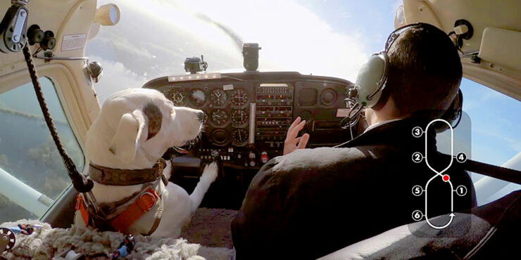 Dog-fly-plane