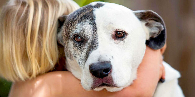 do dogs get anxiety when hugged