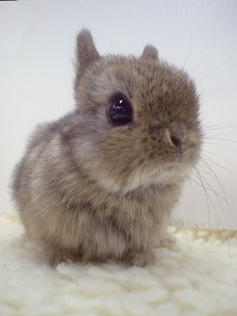 53 Of The Sweetest And Softest, Fluffy Creatures To Be Found On The Planet Ever
