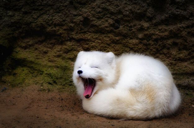 53 Of The Sweetest And Softest, Fluffy Creatures To Be Found On The Planet Ever