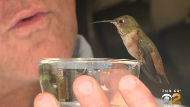 hummingbird2