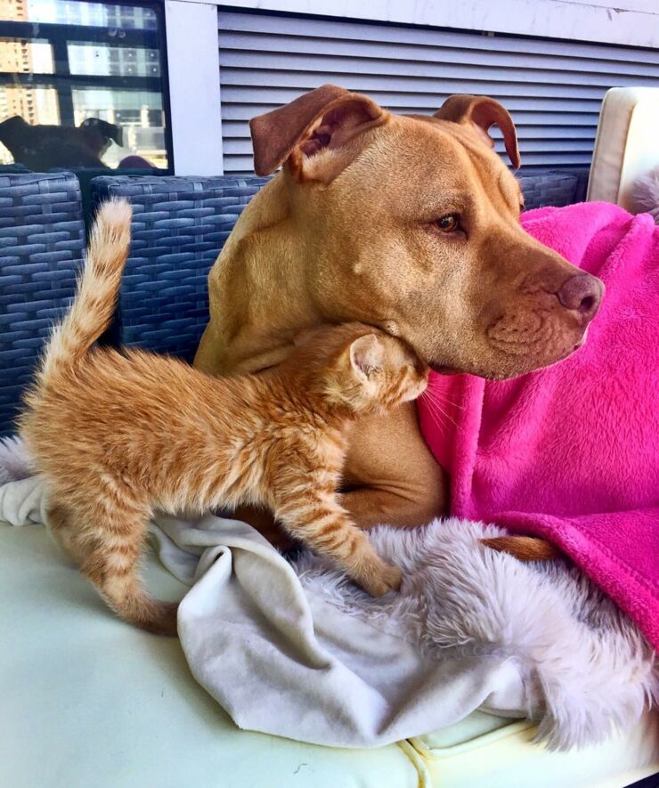 dog-likes-cats-ginger-pit-bull-bubba-loves-rue-14