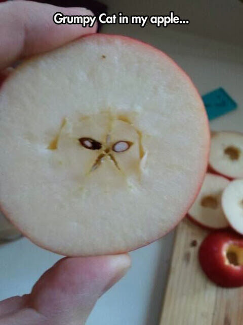 grumpy cat pareidolia