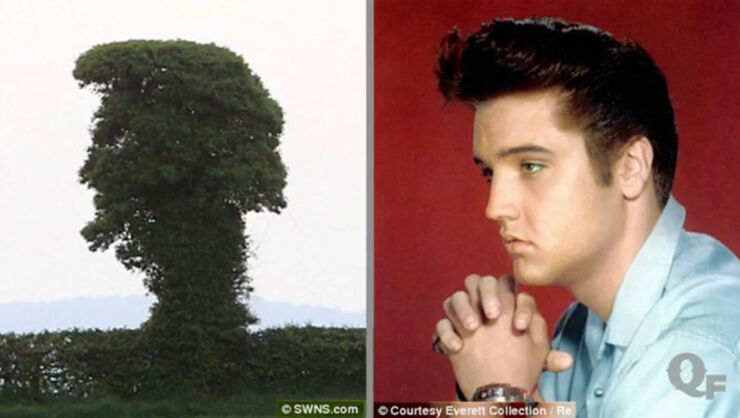 Elvis_vs_tree