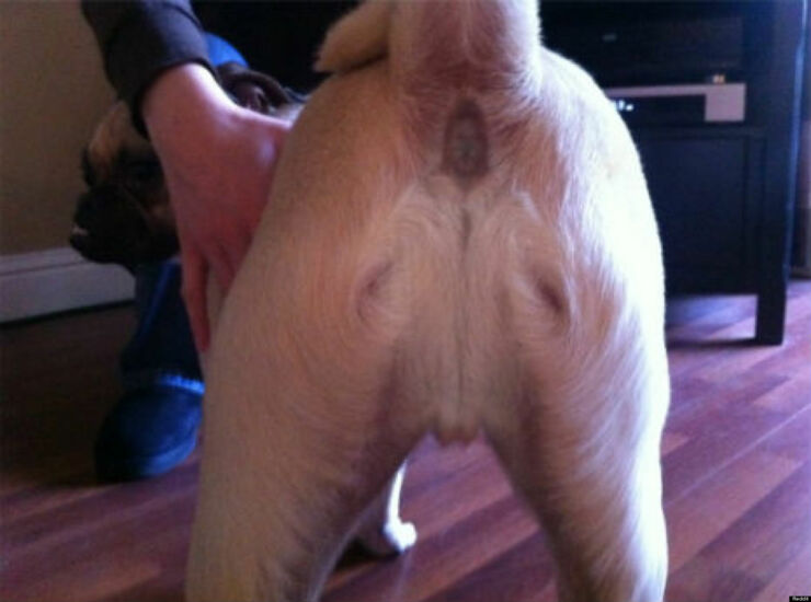 o-DOG-BUTT-JESUS-facebook