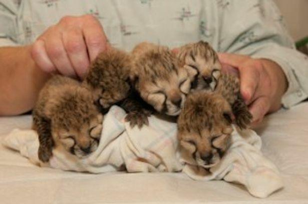 Dog-is-adopted-mum-to-orphaned-cheetah-cubs-at-Cincinnati-Zoo