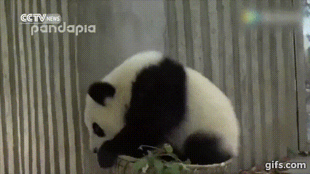 Giant-panda-cubs