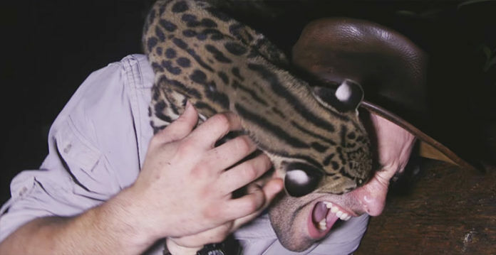 ocelot-attack-696x359