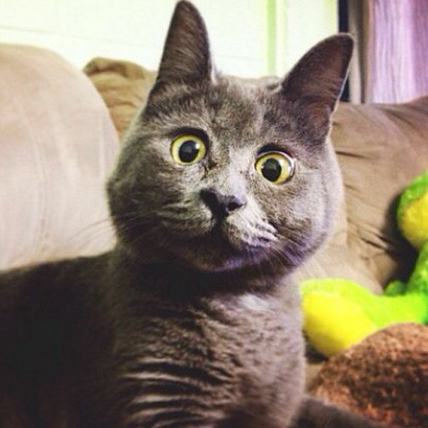 surprised-cat-hydrocephalus-kevin-theadventuresofkev23