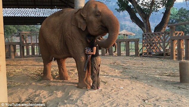 Elephant Falls Sweetly To Sleep After Being Sung A Bedtime Lullaby000