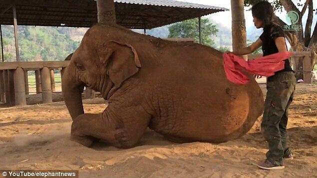 Elephant Falls Sweetly To Sleep After Being Sung A Bedtime Lullaby1