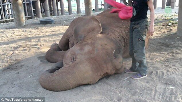 Elephant Falls Sweetly To Sleep After Being Sung A Bedtime Lullaby2