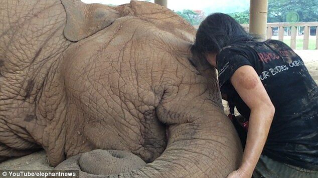 Elephant Falls Sweetly To Sleep After Being Sung A Bedtime Lullaby3
