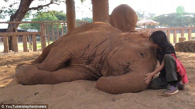 Elephant Falls Sweetly To Sleep After Being Sung A Bedtime Lullaby5