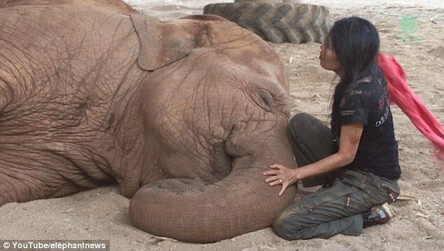 Elephant Falls Sweetly To Sleep After Being Sung A Bedtime Lullaby6