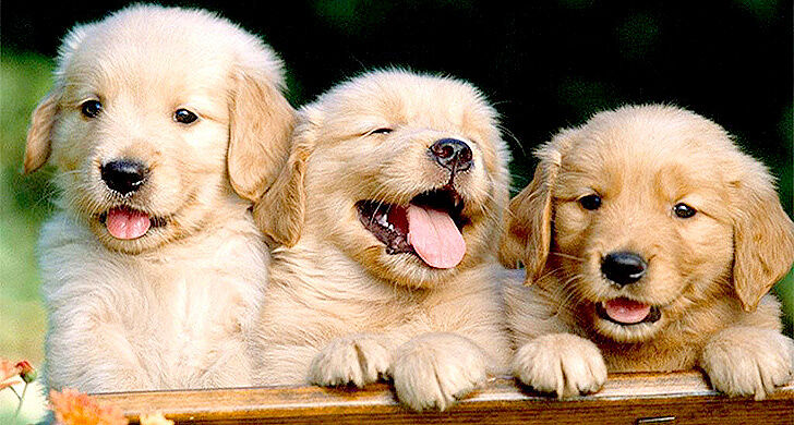 Conclusive Proof That Dogs Are The Most Adorable Animals