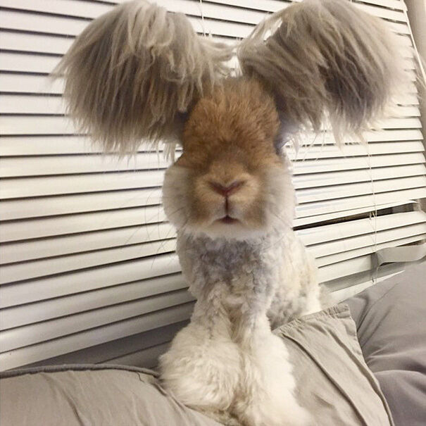 haircut-rabbit-angora-wally-6