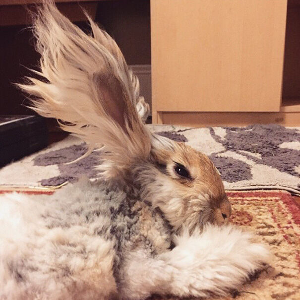 haircut-rabbit-angora-wally-9