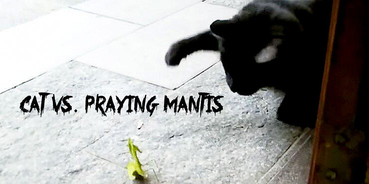 ozzy-man-cat-vs-praying-mantis-740x370