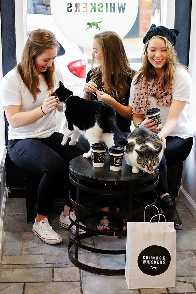 A Permanent Cat Cafe Is Coming To Los Angeles