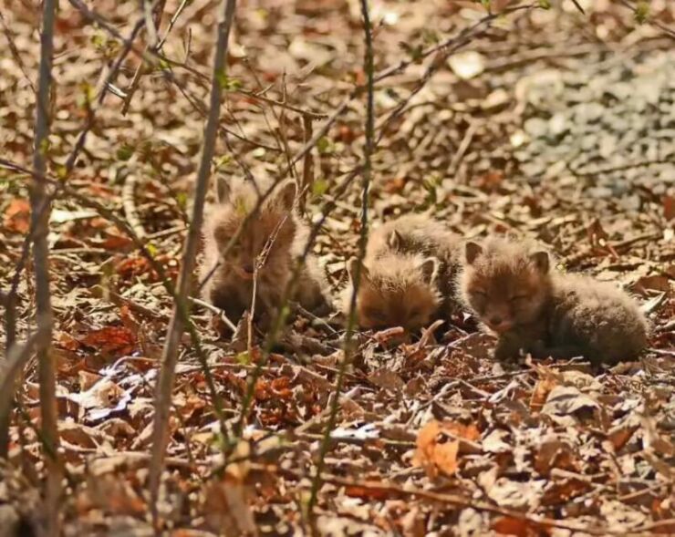 aby-fox-photos-found-in-backyard-vv3