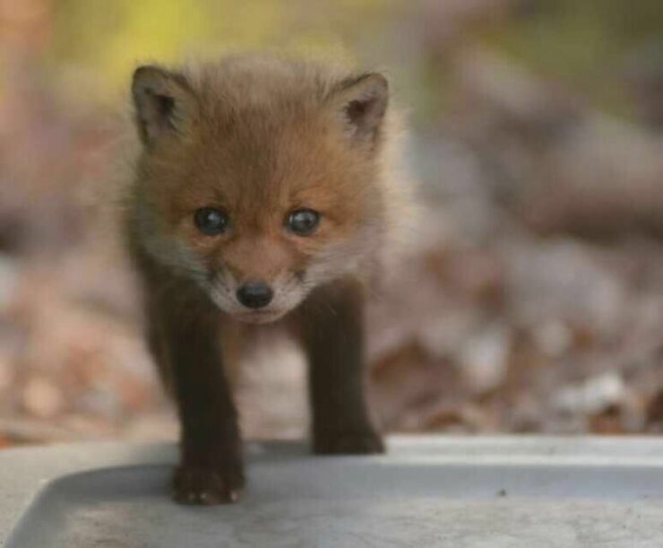 baby-fox-photos-found-in-backyard-3bb