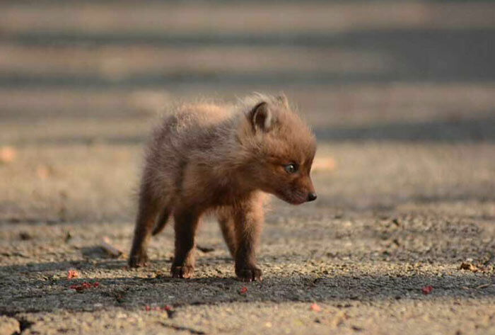 baby-fox-photos-found-in-backyard