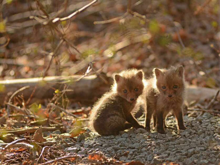 baby-fox-photos-found-in-backyard444