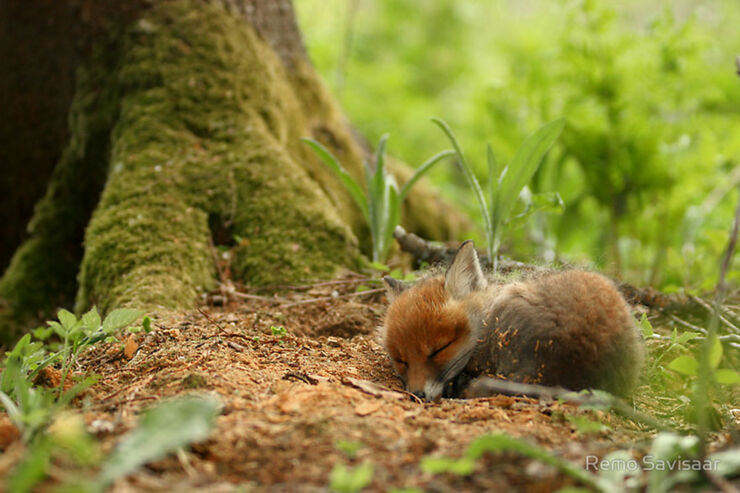 cute-baby-foxes-4-57443697637