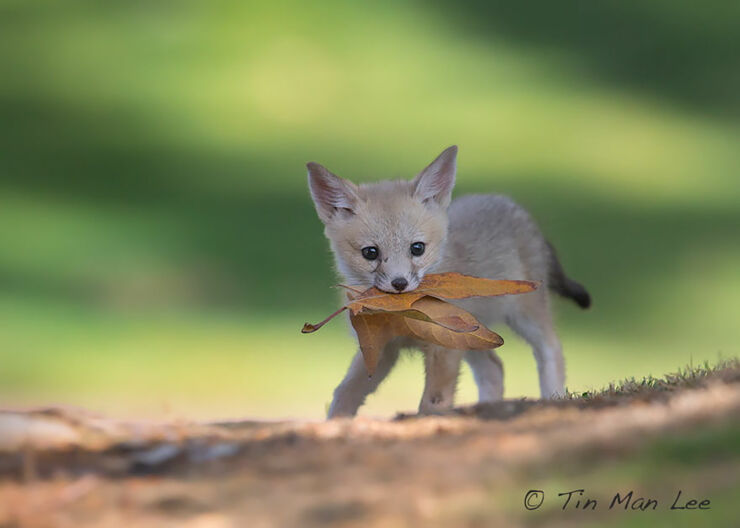 cute-baby-foxes-cubs-14-574436b62fece__880fafafa