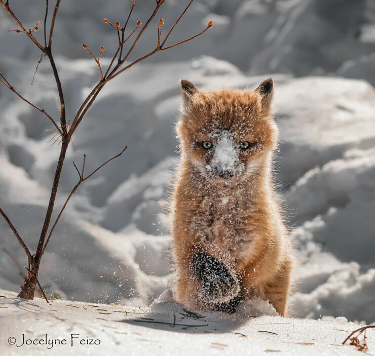 cute-baby-foxes-cubs-15-574436b862c95__880hggfff