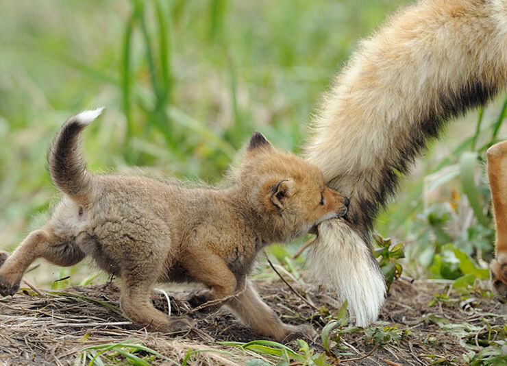 cute-baby-foxes