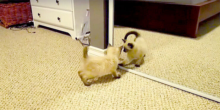 cat looking in a mirror - 99.