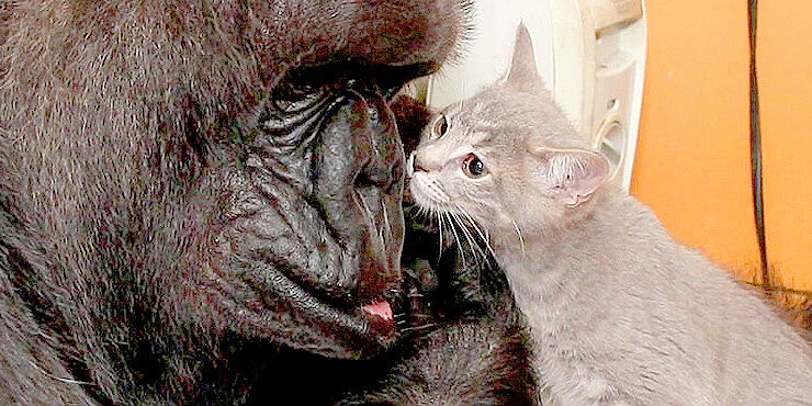 Koko-The-Gorilla-Is-Super-Excited-When-She-Gets-To-Adopt-Two-Adorable-Kittens