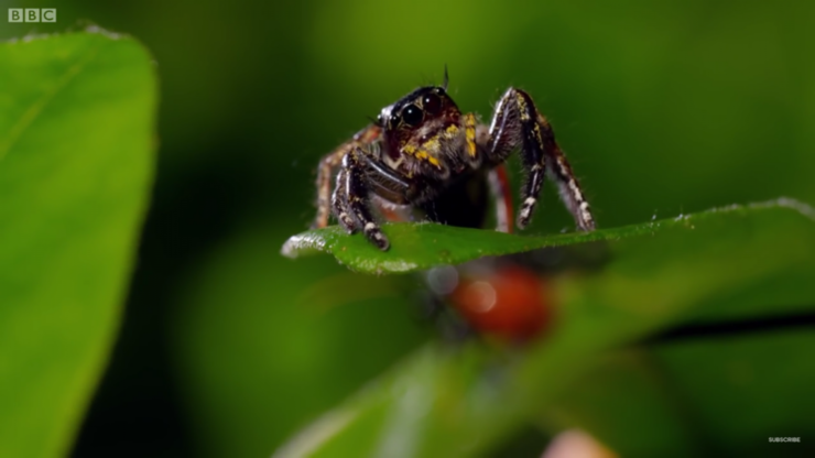 Kung-Fu-Mantis-vs-Jumping-Spider-3