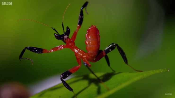 Kung-Fu-Mantis-vs-Jumping-Spider