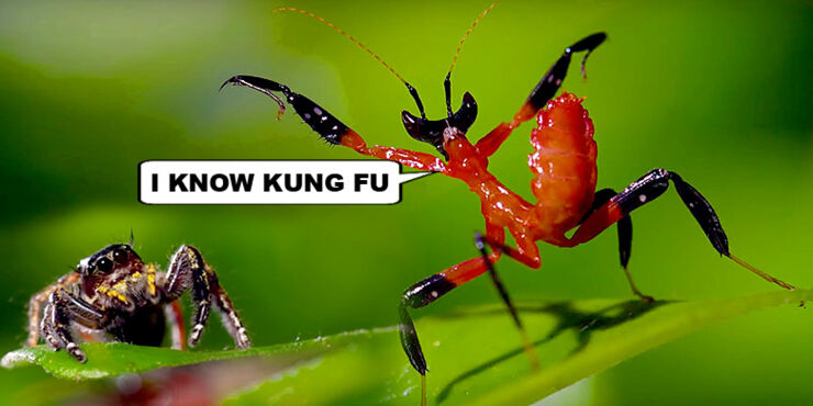 Kung-Fu-Mantis