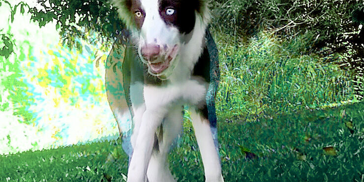 border-collie-magic-mushrooms-740x370