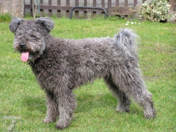 pumi-dog-6