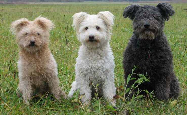 pumi-pumi-hungarian-pumi-breed