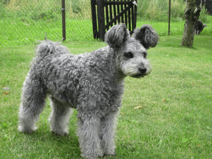 pumi