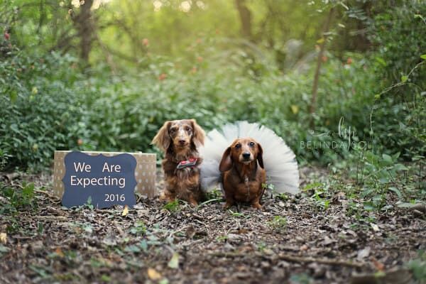 sausage-dog-maternity-photoshoot-01