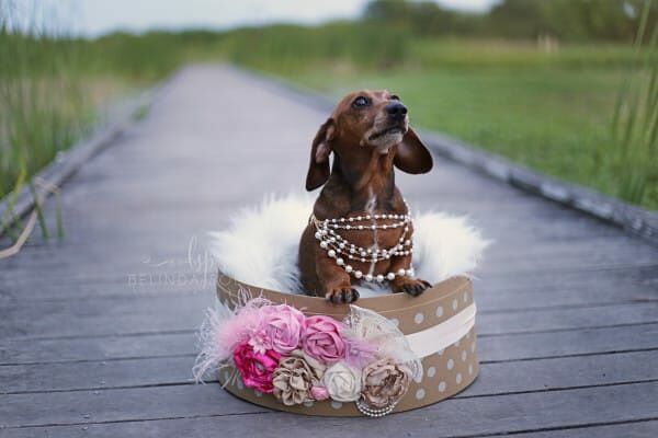 sausage-dog-maternity-photoshoot-02