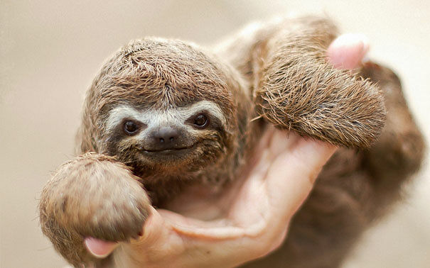 50 Adorable Smiling Animals That Are Guaranteed To Put A Smile On Your Face Today